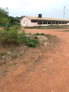 Black mamba madingo online show from February 2025 03:25:02 PM