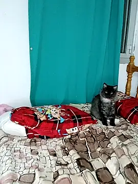 Snapshot of sama0012 chatting on February 2025 11:14:02 PM sama0012 online show from February 2025 11:14:02 PM