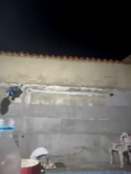 Snapshot of Leo_bunny_hot chatting on February 2026 02:02:02 AM Leo bunny hot online show from February 2026 02:02:02 AM