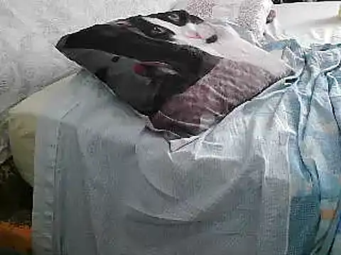 VeneRed online show from June 2026 02:21:01 PM