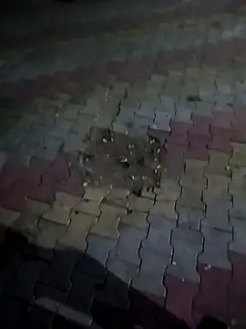 Cv 69 online show from October 2025 01:34:02 PM