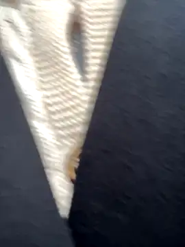 babydolll online show from September 2025 12:06:01 PM