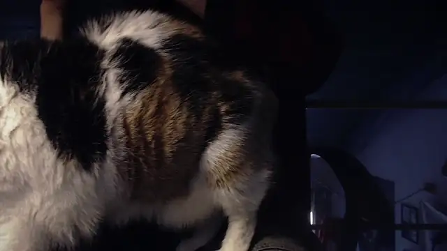 Snapshot of contemptumundi888 chatting on January 2025 11:11:01 AM contemptumundi888 online show from January 2025 11:11:01 AM