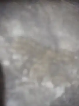 Feeroo11 online show from April 2026 04:41:02 PM