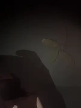 Snapshot of mylovebb chatting on January 2026 03:43:01 AM mylovebb online show from January 2026 03:43:01 AM