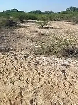 Delhi BoyBigcock online show from March 2025 03:05:02 AM