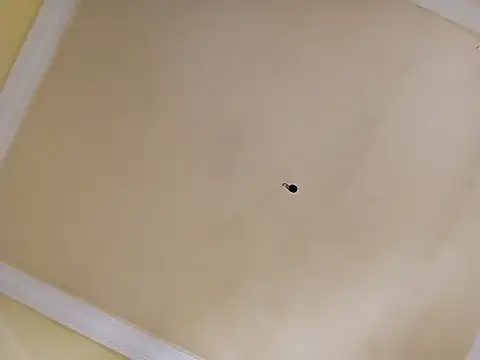 Snapshot of patrona_sexooo chatting on April 2026 02:04:02 PM patrona sexooo online show from April 2026 02:04:02 PM