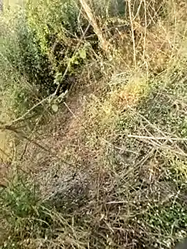 himvilohi08 online show from February 2026 03:11:01 AM