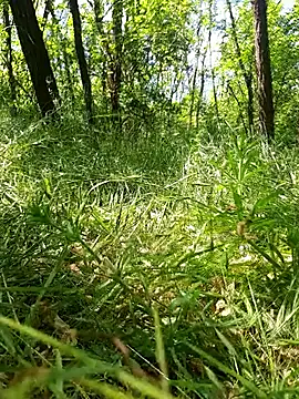 sile47 online show from May 2026 12:10:02 PM