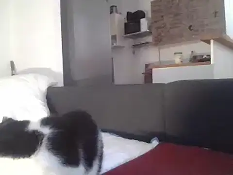 ThePython666 online show from March 2025 07:25:02 AM