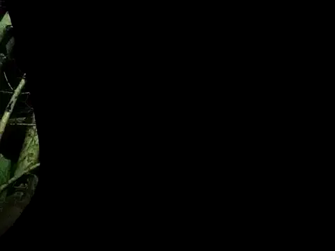 ConfidedAward online show from September 2025 11:21:02 AM