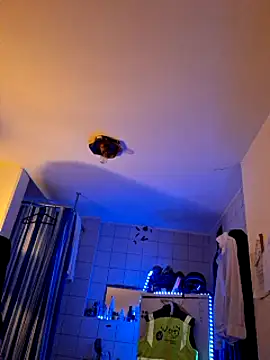 Snapshot of a7ex chatting on December 2024 02:30:02 AM a7ex online show from December 2024 02:30:02 AM