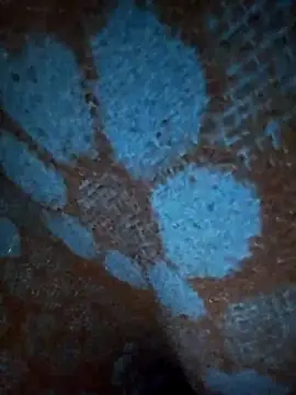 Snapshot of ParousFlow chatting on January 2026 12:42:01 PM ParousFlow online show from January 2026 12:42:01 PM