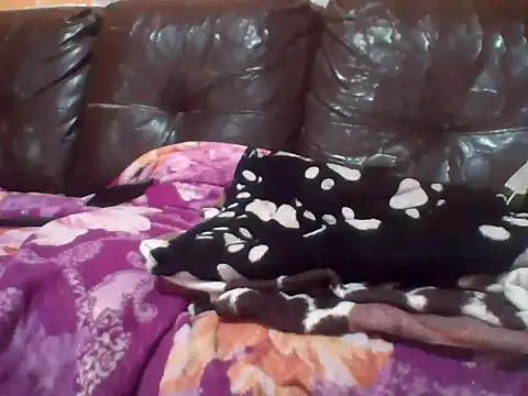 Snapshot of PREDADOR76 chatting on October 2025 04:39:02 PM PREDADOR76 online show from October 2025 04:39:02 PM