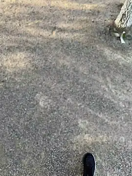 Recooxnx online show from July 2026 05:22:01 PM