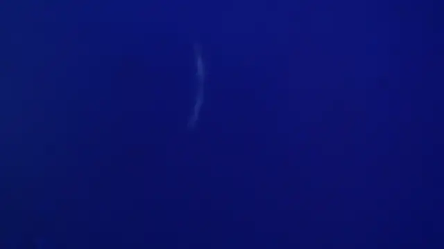 Snapshot of The1BBC chatting on February 2026 04:13:02 PM The1BBC online show from February 2026 04:13:02 PM