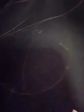 Natalia vidal online show from November 2025 01:12:02 PM