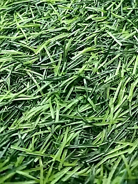 BlackhorseBBC online show from April 2026 10:25:01 AM