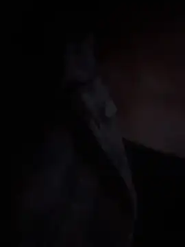 LilybethGray online show from November 2025 10:43:01 PM