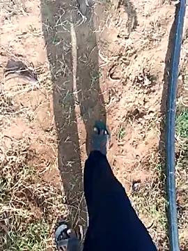 dolphiinn online show from February 2026 03:16:02 AM