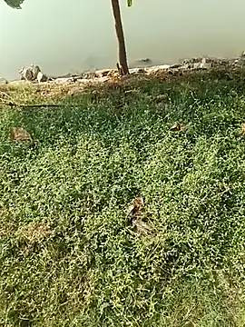 Snapshot of king_godgm chatting on December 2025 04:08:02 AM king godgm online show from December 2025 04:08:02 AM