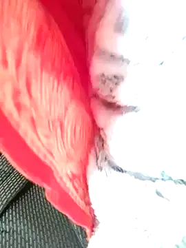 Snapshot of Hut_rotu_cute chatting on January 2026 01:27:01 PM Hut rotu cute online show from January 2026 01:27:01 PM