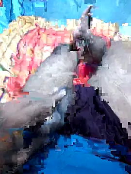 Hyd-bad-boy-25 online show from September 2025 05:56:01 AM