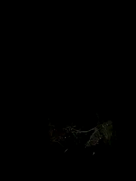 Adele Pinkk online show from October 2025 12:02:01 PM