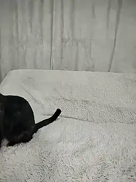 Snapshot of Layla_fontainex_x chatting on September 2025 01:49:01 PM Layla fontainex x online show from September 2025 01:49:01 PM