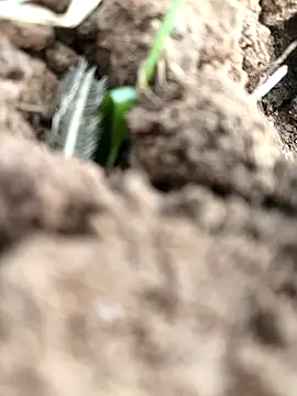 DirtybhabhiGoal online show from November 2025 06:56:02 AM