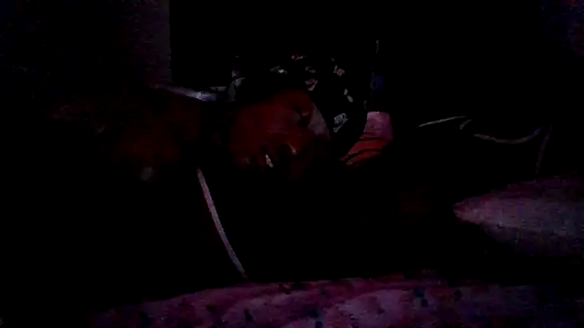 dezzidavill online show from July 2026 02:40:01 AM