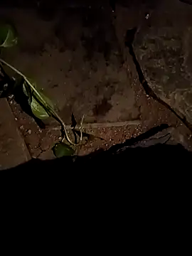 naveen 3222 online show from April 2026 02:46:02 PM