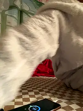 Snapshot of Yes-Baby-A chatting on January 2026 09:07:02 PM Yes-Baby-A online show from January 2026 09:07:02 PM