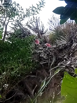 braidqueen00 online show from December 2025 02:35:01 PM