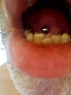 Snapshot of CDY74 chatting on November 2025 02:42:01 PM CDY74 online show from November 2025 02:42:01 PM