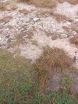 Snapshot of sexygosht chatting on December 2025 02:33:02 PM sexygosht online show from December 2025 02:33:02 PM