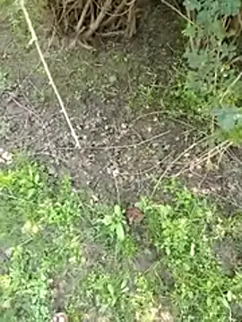 Snapshot of 88zaifkhan88 chatting on March 2026 05:08:02 AM 88zaifkhan88 online show from March 2026 05:08:02 AM