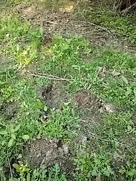 Snapshot of 88zaifkhan88 chatting on March 2026 11:06:01 AM 88zaifkhan88 online show from March 2026 11:06:01 AM