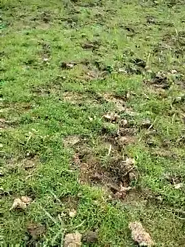 Snapshot of 88zaifkhan88 chatting on March 2026 11:38:01 AM 88zaifkhan88 online show from March 2026 11:38:01 AM