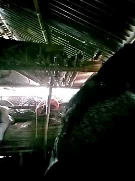 porimoi 505 online show from December 2025 07:34:01 AM