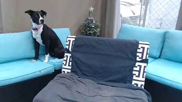 mspatience online show from March 2026 08:27:02 PM