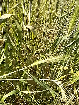 hornycouple20000 online show from February 2026 09:16:02 AM