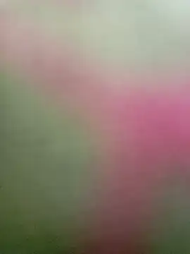 Snapshot of Dariralf chatting on January 2026 12:42:02 PM Dariralf online show from January 2026 12:42:02 PM