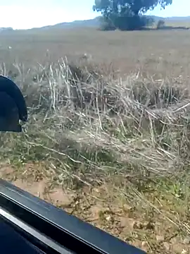 Snapshot of GanaderoMorboso chatting on February 2026 12:02:02 PM GanaderoMorboso online show from February 2026 12:02:02 PM