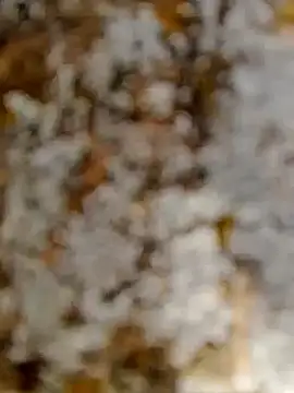 Snapshot of GanaderoMorboso chatting on February 2026 11:08:02 AM GanaderoMorboso online show from February 2026 11:08:02 AM