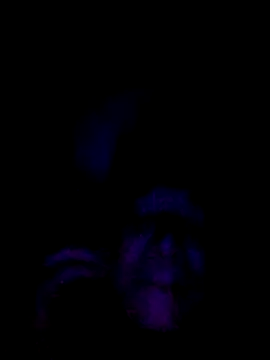 061190 online show from February 2026 03:46:01 PM