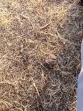 Snapshot of babu_bull chatting on February 2026 02:40:01 AM babu bull online show from February 2026 02:40:01 AM