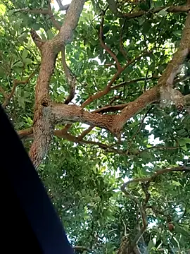 Snapshot of Mkhothiwesibumbu chatting on February 2026 06:12:01 AM Mkhothiwesibumbu online show from February 2026 06:12:01 AM