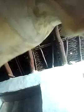 Manu mehta online show from April 2026 05:25:02 PM