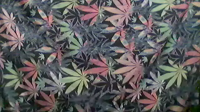 libraxxxstudios online show from May 2026 11:26:01 AM